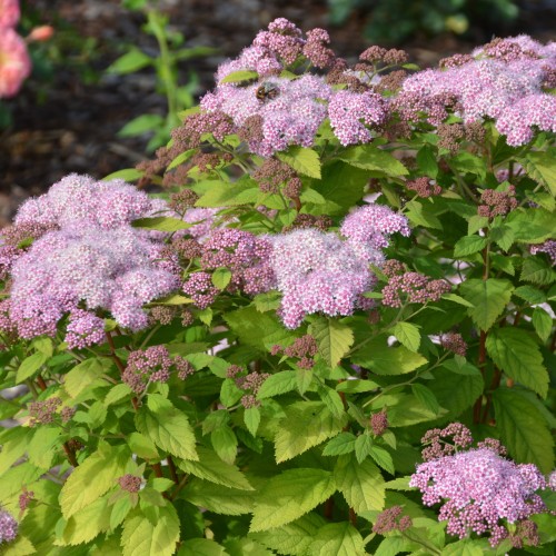 Spiraea japonica 'Little Princess' - Jaapani enelas 'Little Princess' C2/2L